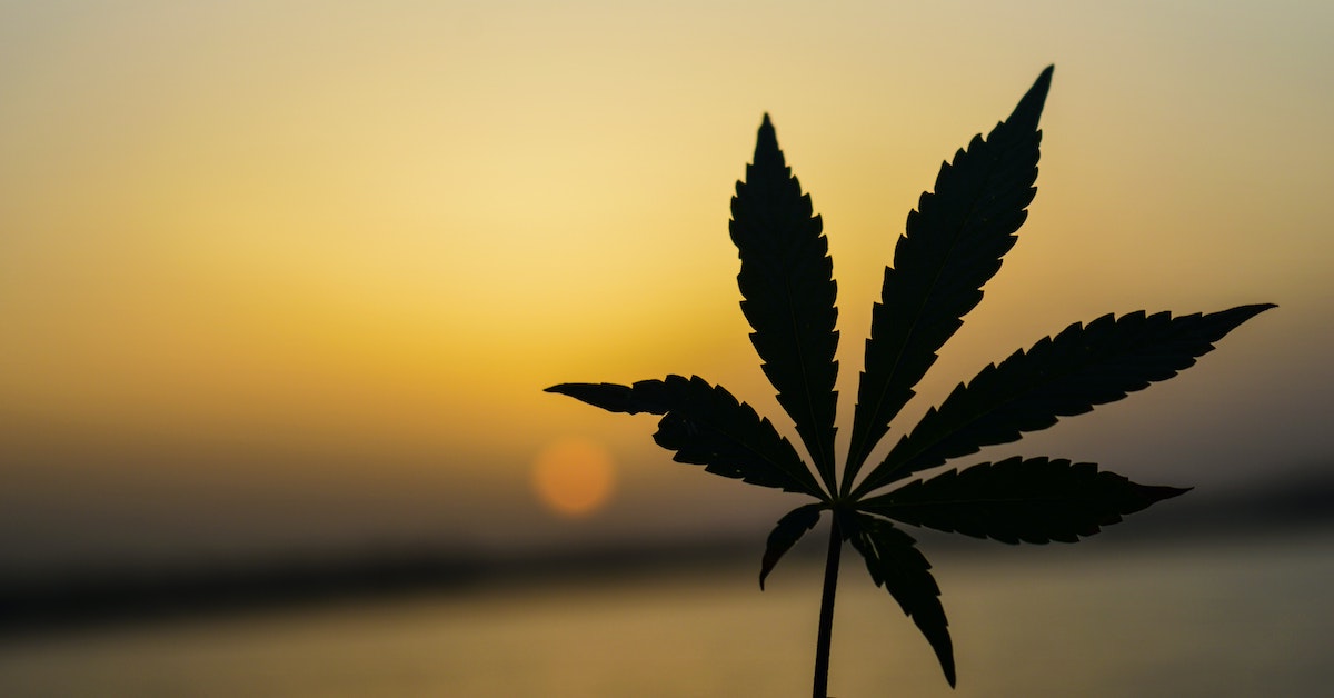 marijuana-sunrise