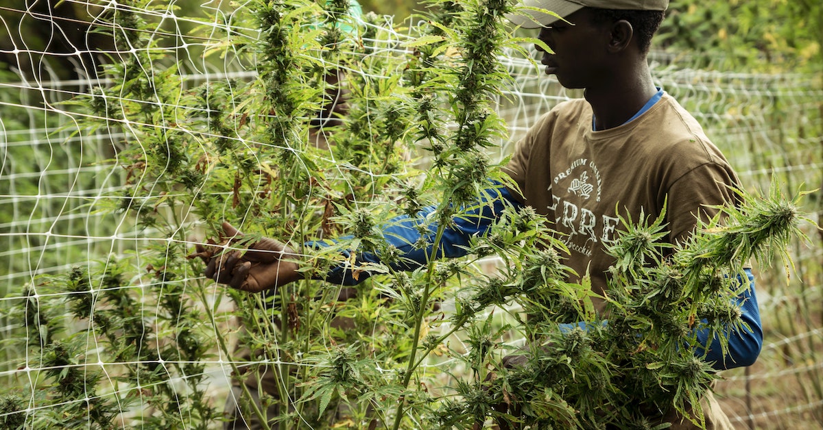 Thai Marijuana Farming