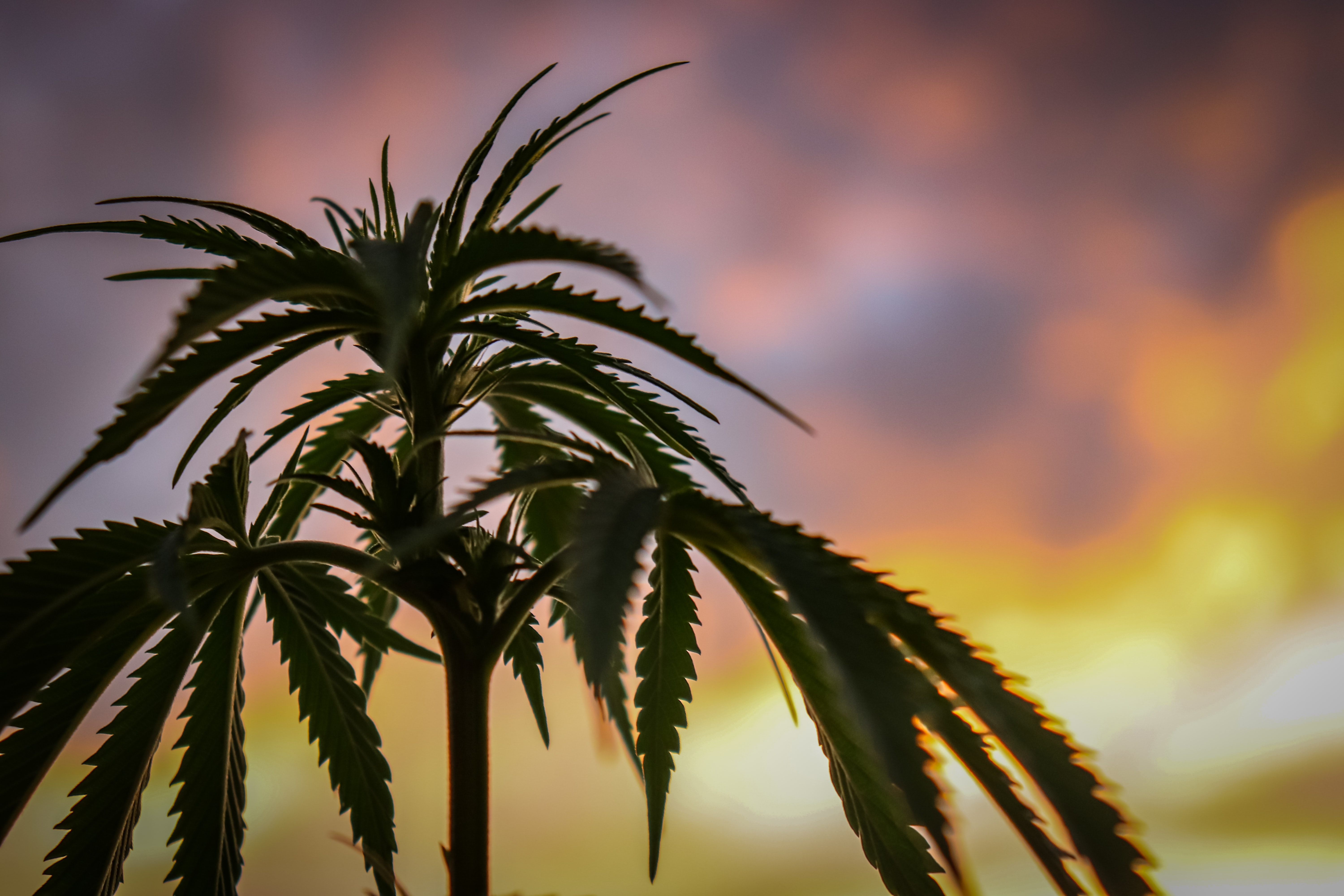 reasons-to-legalize-marijuana